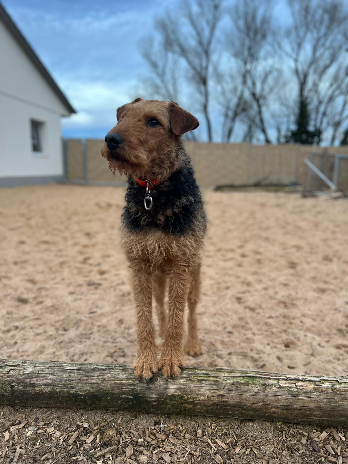 Hundepension